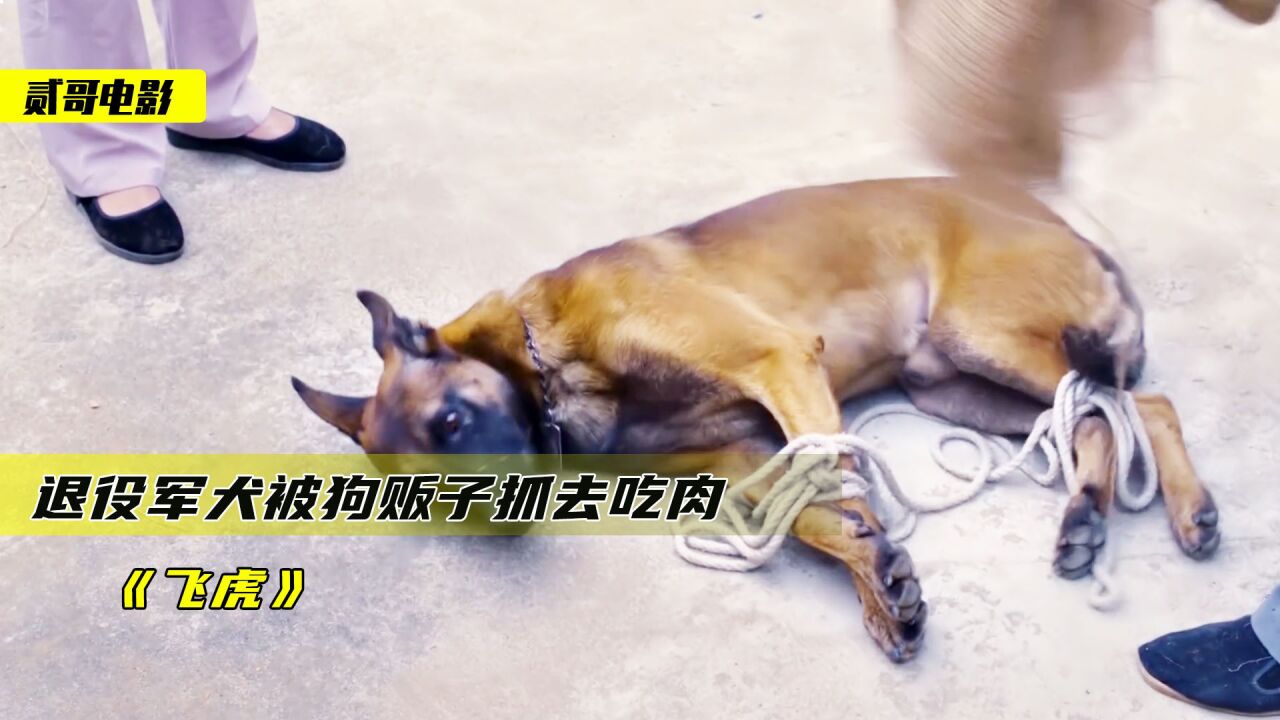 退役军犬被狗贩子抓住,卖给村民炖肉吃,全程流着泪看完《飞虎》_腾讯