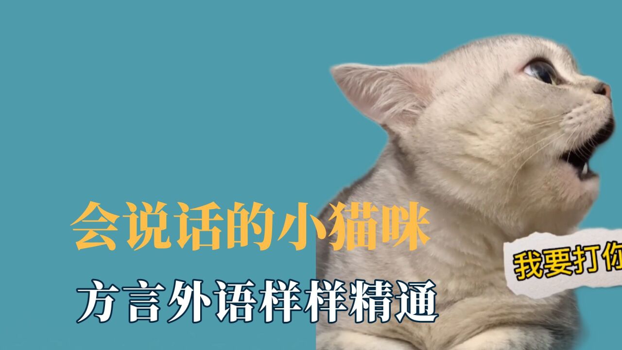 盘点那些会说话的小猫咪，方言外语样样精通，简直是无障碍沟通_腾讯视频
