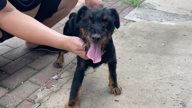 德国猎梗堪称狩猎"疯子",面对200斤野猪上去就干,战斗力不容小觑