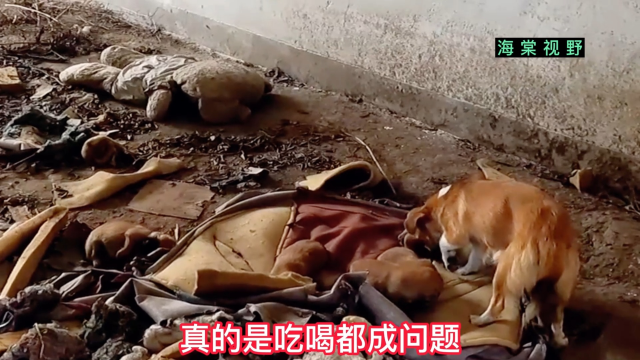 流浪狗在厂房产下6只小狗吃喝都成问题好心人暖心收留