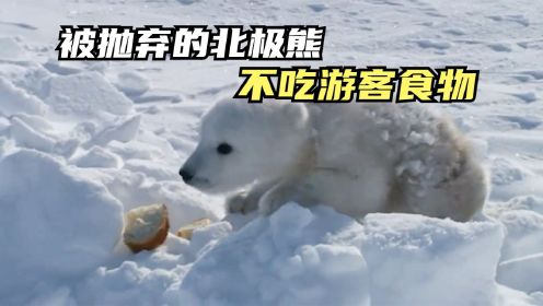 北极熊宝宝惨被妈妈抛弃，拒绝游客的食物，凶性十足！