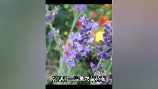 又见那一片薰衣草花海