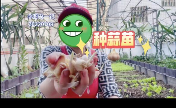 【图安一记】天台菜园和盆栽种蒜苗