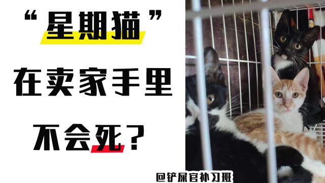 为什么“星期猫”在卖家手里不会死?基本都是买家背锅?