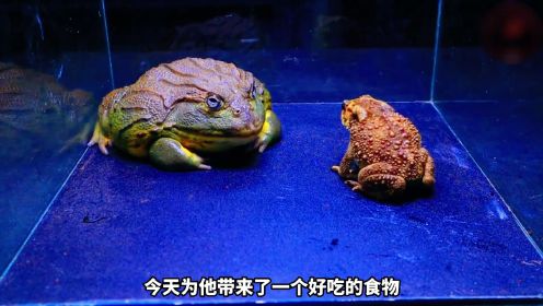 牛蛙吞食癞蛤蟆，却被毒的翻白眼，最终使出了必杀技“蛤蟆功”。