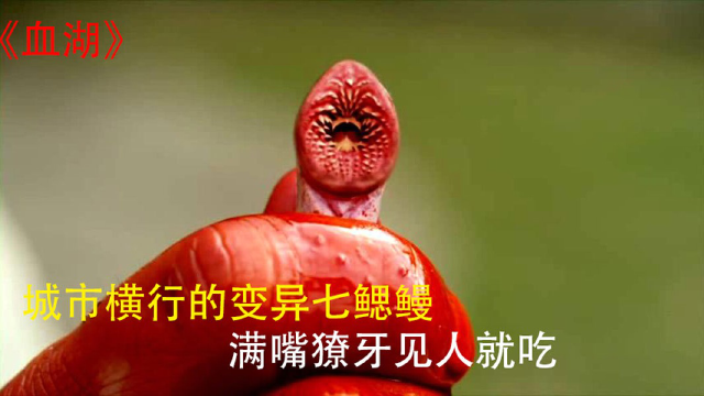 七鳃鳗鱼成精了,见人就吃,太恐怖了