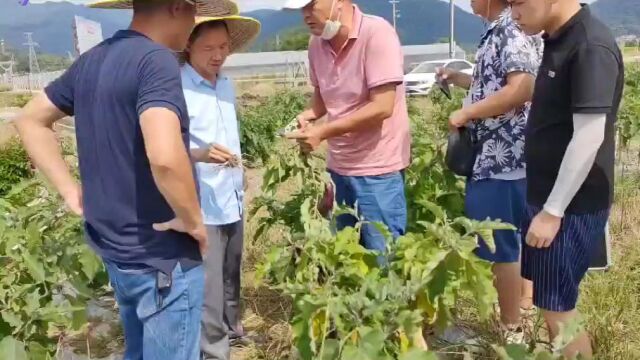 欧盟斯洛伐克驻中国自然规律农法植物诊所广东阳山分所在广东省清远市阳山县岭背镇莲花村茄子基地做病害诊断.