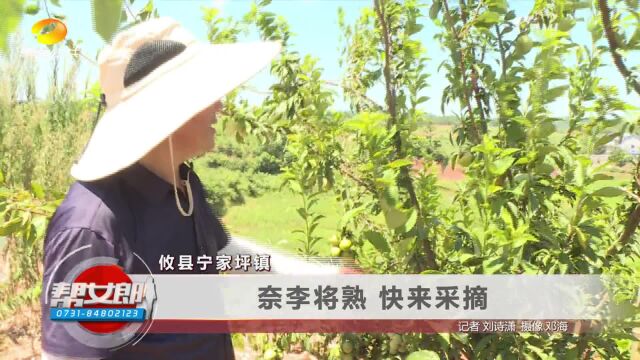 攸县酒埠江普安桥葡萄基地开园:果农幸福 游客开心