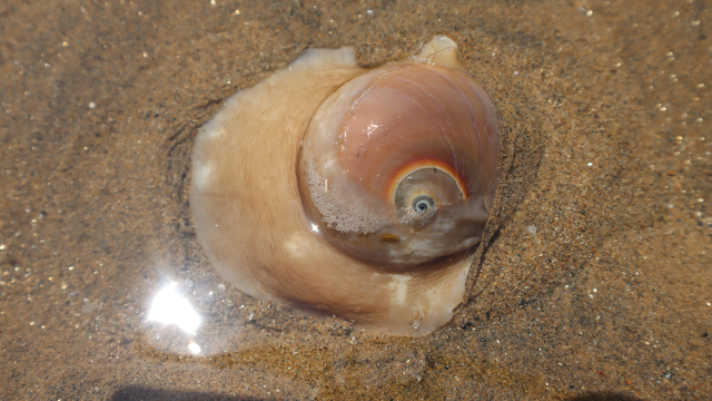 这才是海边最解压的玩法  退潮后发现好多扁玉螺,一个比一个大,这种捏