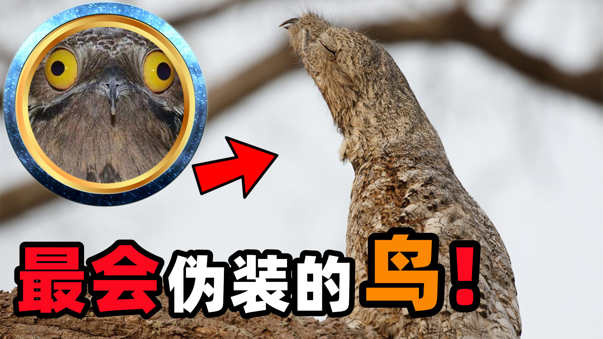 林鸱:鸟类伪装大师,依靠伪装成树的样子才得以生存!_腾讯视频