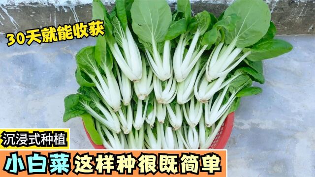 小白菜这样种很简单,30天就能收获,动动手就能满足全家的需求