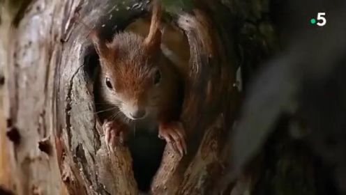 一段视频记录一只松鼠从生孩子到宝宝长大的过程，又可爱又神奇。