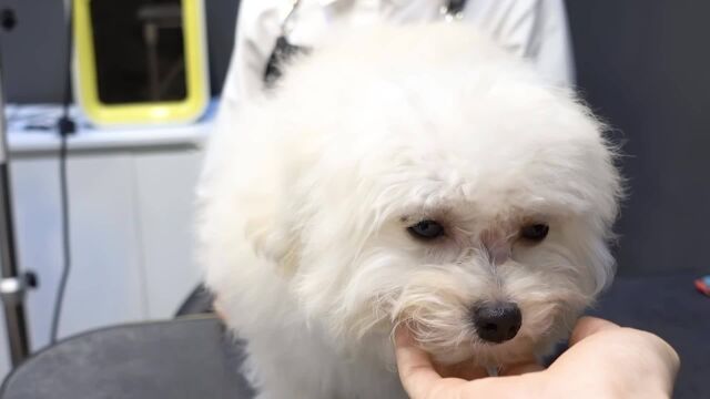 狗宠物狮子狗比雄犬混合品种首次梳理