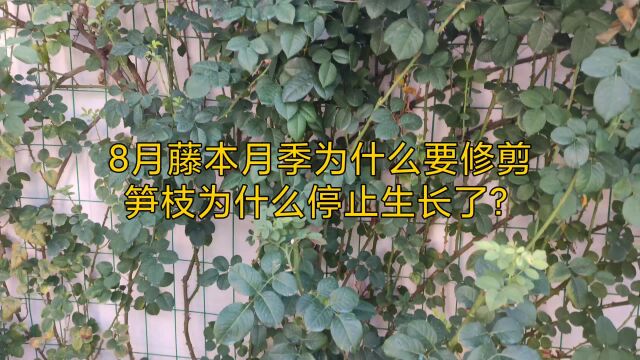 藤本月季修剪,打破顶端优势,促进养份重新分配