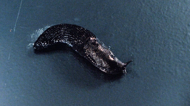 变异鼻涕虫袭击人类,无孔不入!经典惊悚恐怖电影!