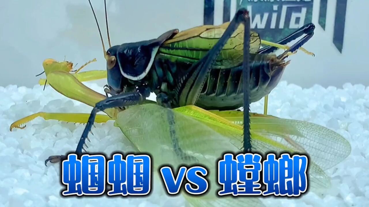 螳螂挑战蝈蝈，结局很意外_高清