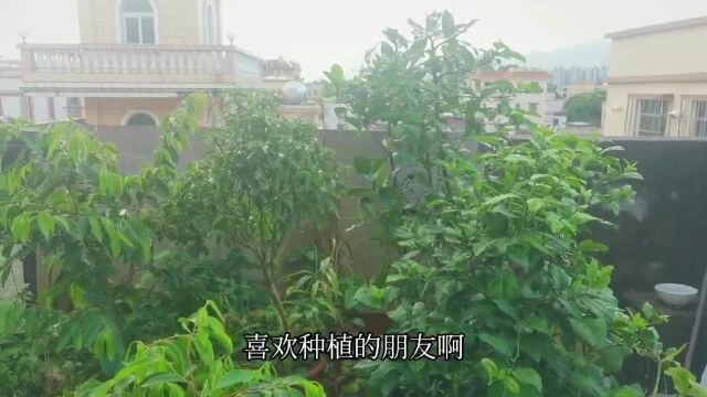 下雨天花盆有积水,用这个方法“捅一捅”,盆栽植物不闷根不烂根