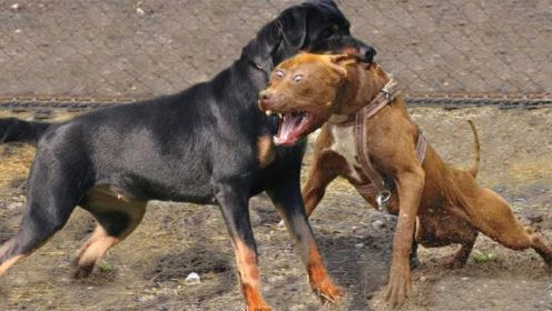 斗牛犬Vs罗威纳犬_-真正的战斗，罗威纳犬vs比特犬，罗威纳犬！