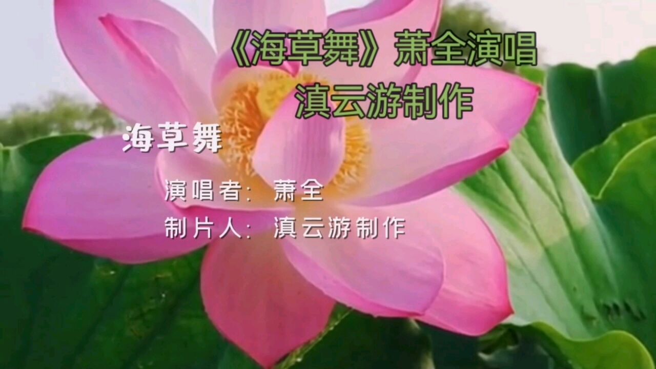 《海草舞》萧全演唱,滇云游制作.象一株海草海草,随风飘摇飘摇!