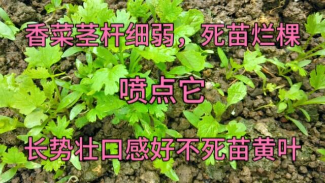 香菜茎杆细弱又倒伏,死苗烂棵又黄叶?试试这个方法,香菜长势好