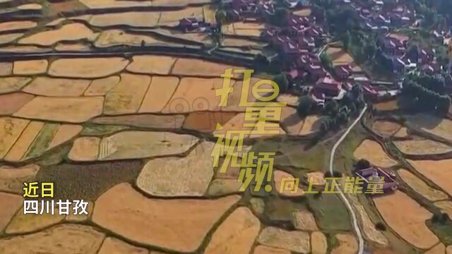 大自然的调色盘!四川甘孜青稞田里“绘油画”良种基地迎丰收!