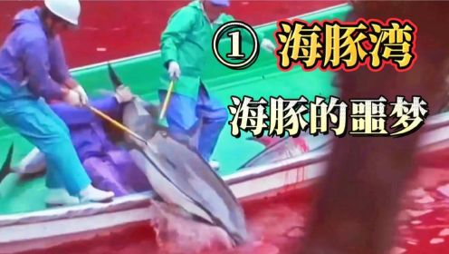 海豚湾：每年都有两到三万只海豚在这里被捕杀，然后运往各地②
