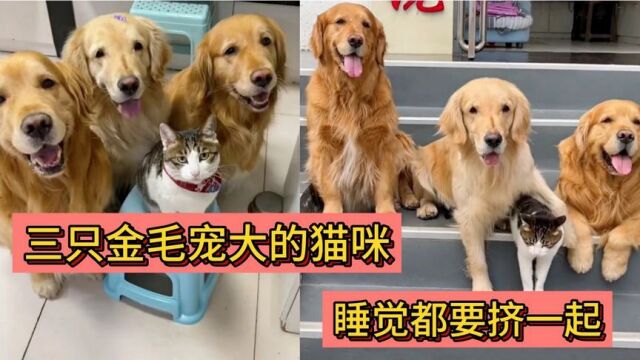 狗子的爱有多重?被三只金毛宠大的猫咪,干什么都一起,寸步不离