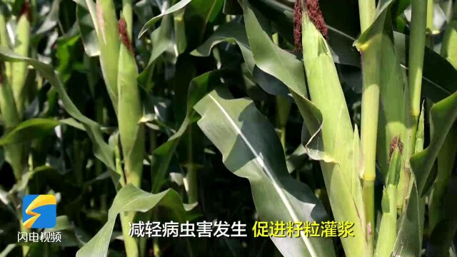 齐河县大力实施“一喷多促”增产技术 全力筑牢秋粮稳产基础