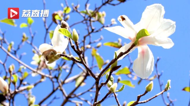 花开二度!江苏句容玉兰花错把9月当春天绽放枝头