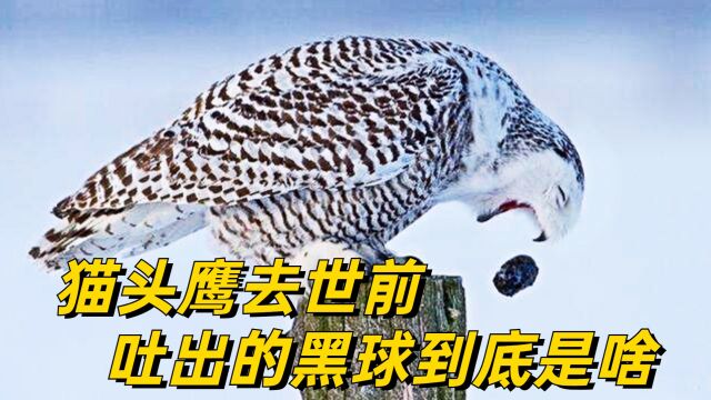 猫头鹰被称为“报丧鸟”,那它临死前吐出的黑球,到底是啥?