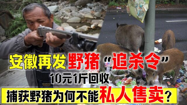 安徽发布野猪“捕杀令”,10元1斤回收,野猪肉不能直接吃吗?