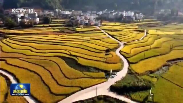 在希望的田野上丨金秋时节迎丰收 广袤田野果实飘香