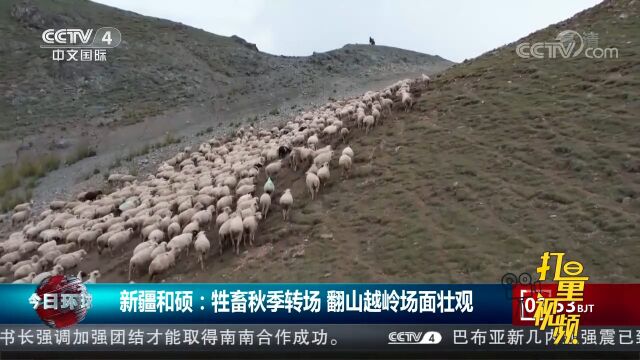 新疆和硕:十万多头牲畜秋季转场,翻山越岭场面壮观