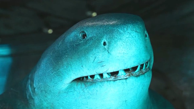 鲨鱼王纳纳塞头像图片