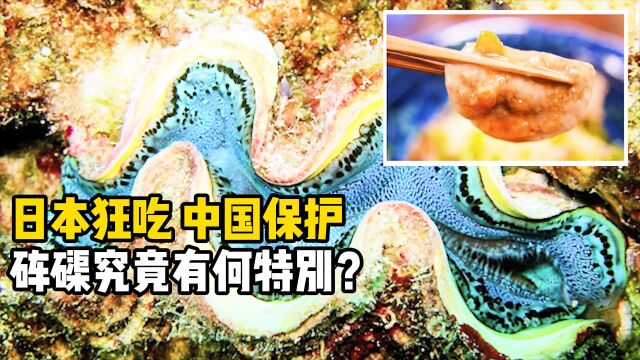 “贝壳之王”砗磲,在我国是一级保护动物,为何日本吃它合法?