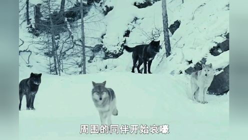 野狼不慎掉进冰湖，被少年救下后，为报恩用身体帮他取暖