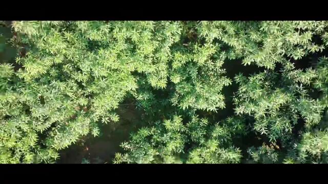 “桃醉马山 云赏新城”马山镇线上雪桃旅游文化节邀请您参加!