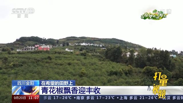 金阳:青花椒进入采摘期,漫山遍野郁郁葱葱,微风轻拂阵阵椒香