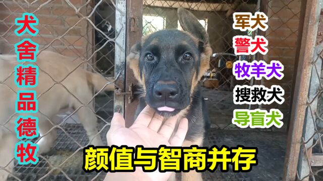 犬舍精品德牧,智商世界排名第三的狗狗,生活中它无处不在!