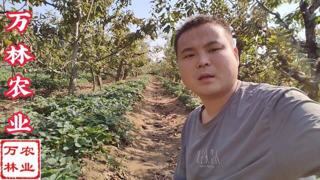 蒙特瑞草莓苗基地批发价格,哪里有一年四季结果的草莓品种