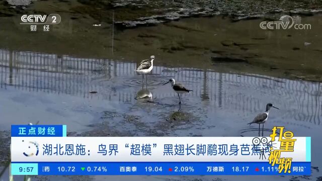 湖北恩施:鸟界“超模”黑翅长脚鹬现身芭蕉河