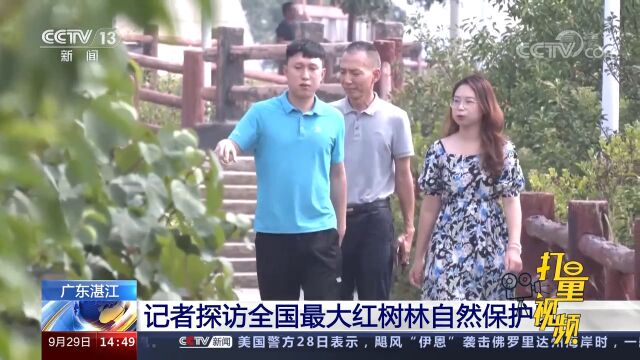 广东湛江:记者探访全国最大红树林自然保护区