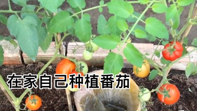 番茄的最新种植方法,在家自己种上几棵吃都吃不完,可惜知道的还少