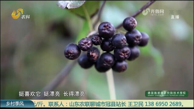 “花青素之王”!不老莓深加工做成酒,亩产值大幅提升