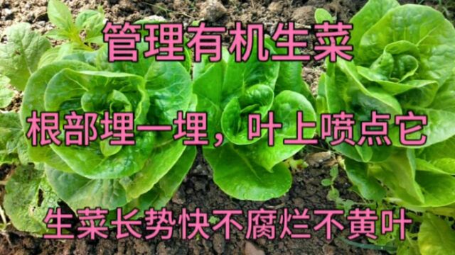 管理生菜,根部埋一埋,叶上喷点东西,生菜长势快不腐烂不黄叶