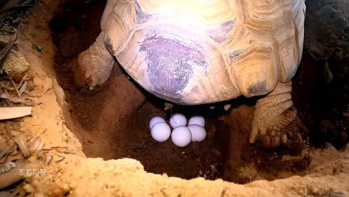 母鸡下蛋你可以见过，但是乌龟下蛋你可能没有见过