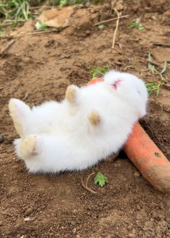 兔子睡觉的姿势图片图片