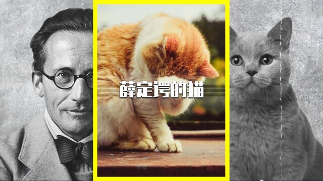 科学界7大神兽之一,神奇“薛定谔的猫”,对量子纠缠有什么贡献