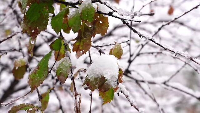 美极了!长白山脚下二道白河镇迎来今秋第一场雪