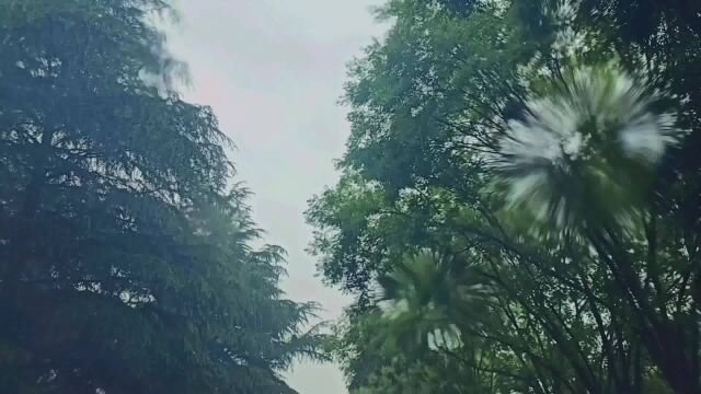 雨打在车窗玻璃上,舒适的雨声,林荫路车内听雨,助眠雨天环境音